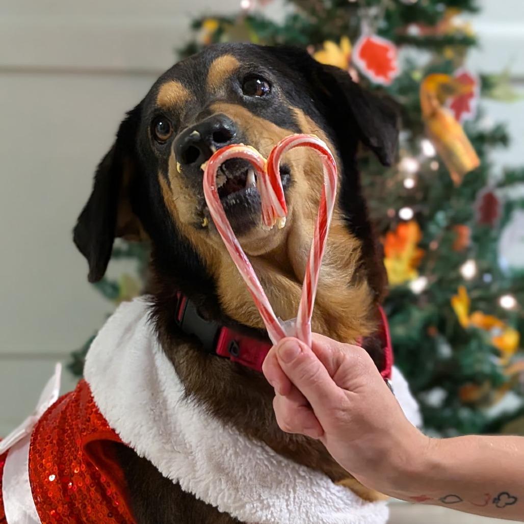 Enlarge Onyx, a Adoptable Mixed Breed in Tulsa, OK image 2/6