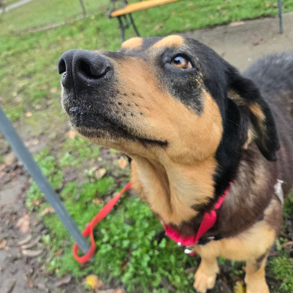 Enlarge Onyx, a Adoptable Mixed Breed in Tulsa, OK image 3/6