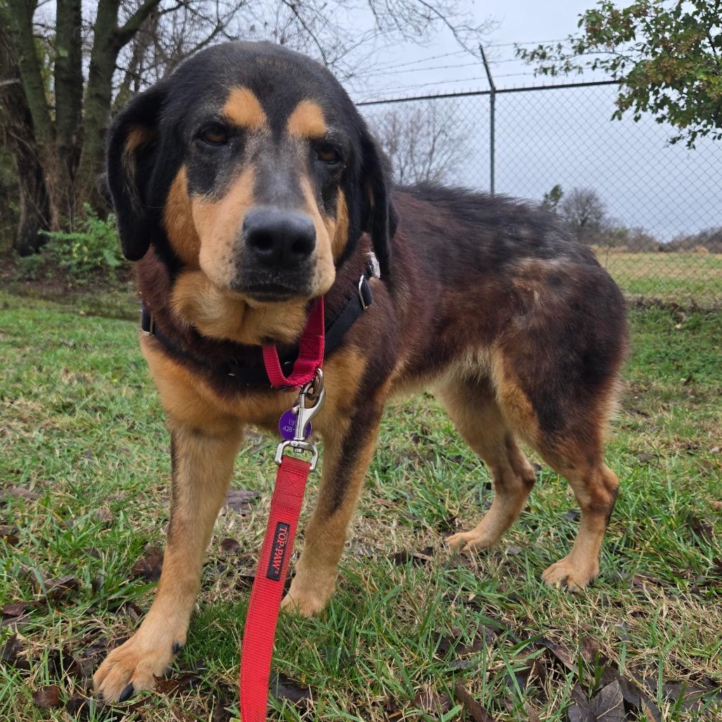Enlarge Onyx, a Adoptable Mixed Breed in Tulsa, OK image 4/6