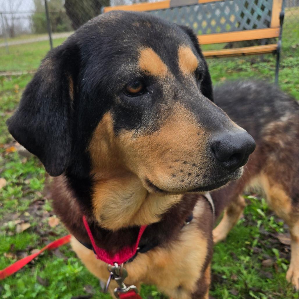 Enlarge Onyx, a Adoptable Mixed Breed in Tulsa, OK image 5/6