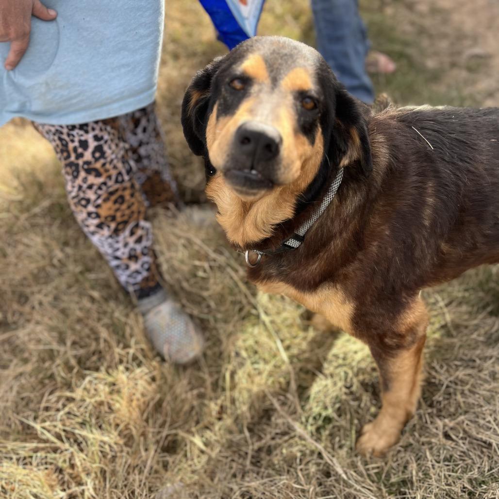 Enlarge Onyx, a Adoptable Mixed Breed in Tulsa, OK image 6/6