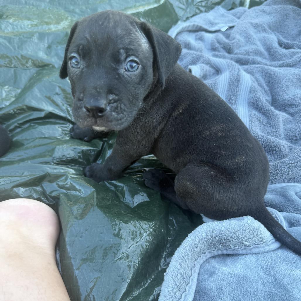 Enlarge Darth, a Adoptable mixed breed in Hohenwald, TN image 2/4
