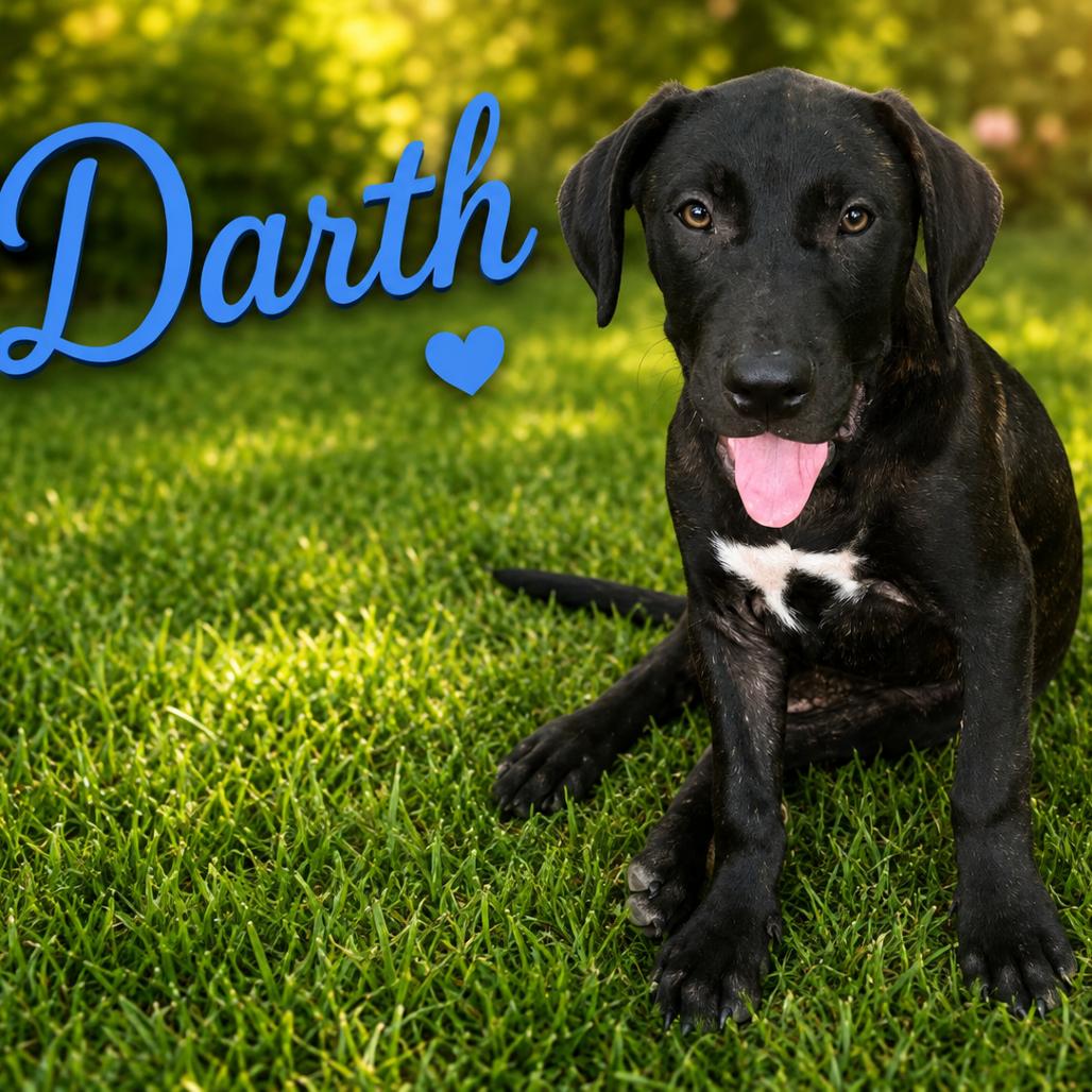 Enlarge Darth, a Adoptable mixed breed in Hohenwald, TN image 4/4