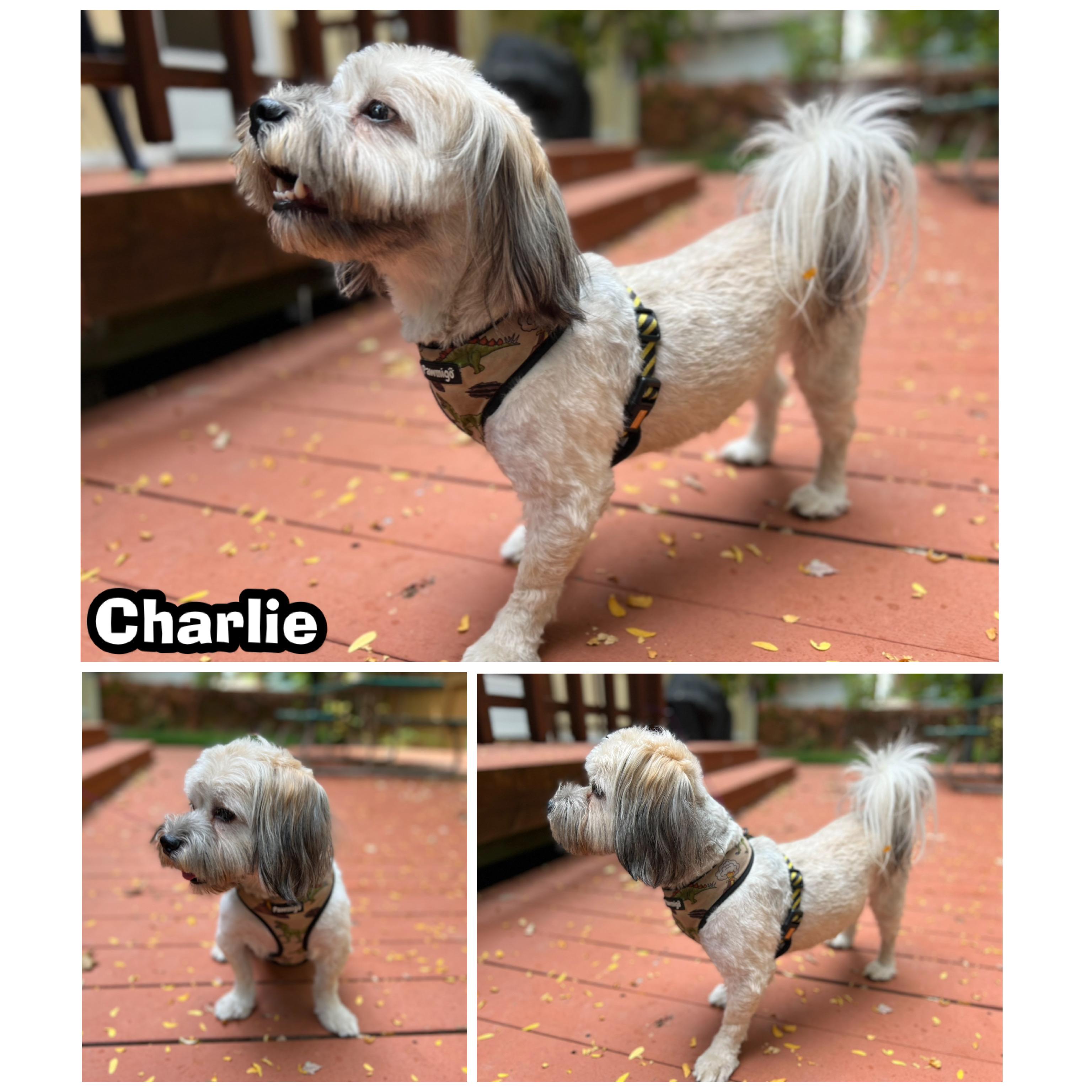 Enlarge Charles, a Adopted mixed breed in Glendora, CA image 3/5
