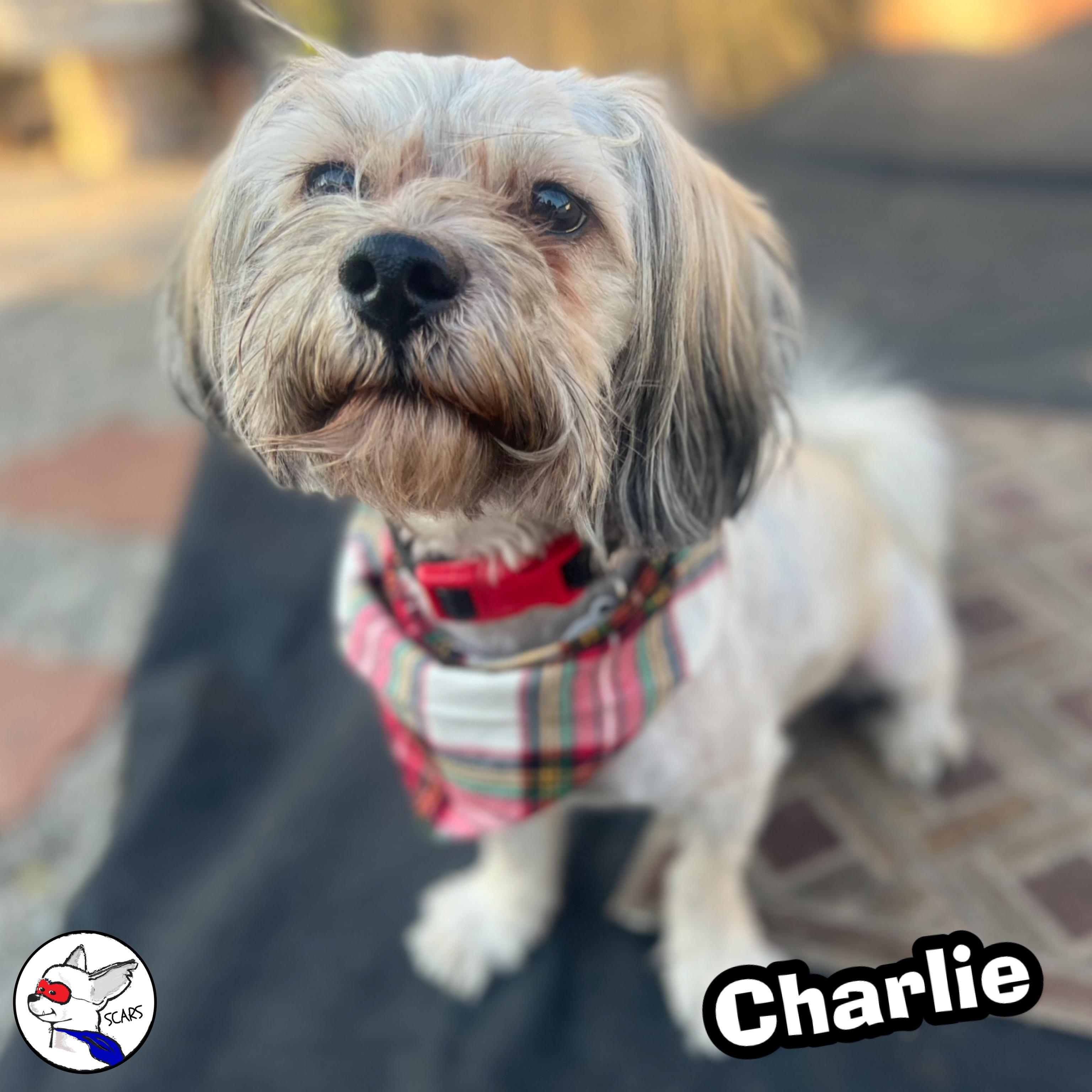 Enlarge Charles, a Adopted mixed breed in Glendora, CA image 4/5