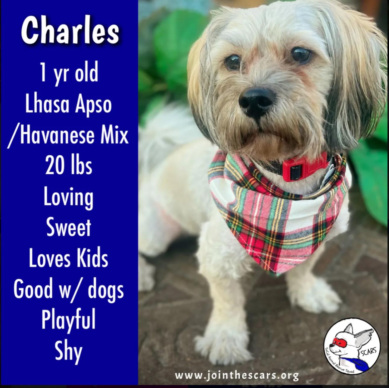 Enlarge Charles, a Adopted mixed breed in Glendora, CA image 1/5