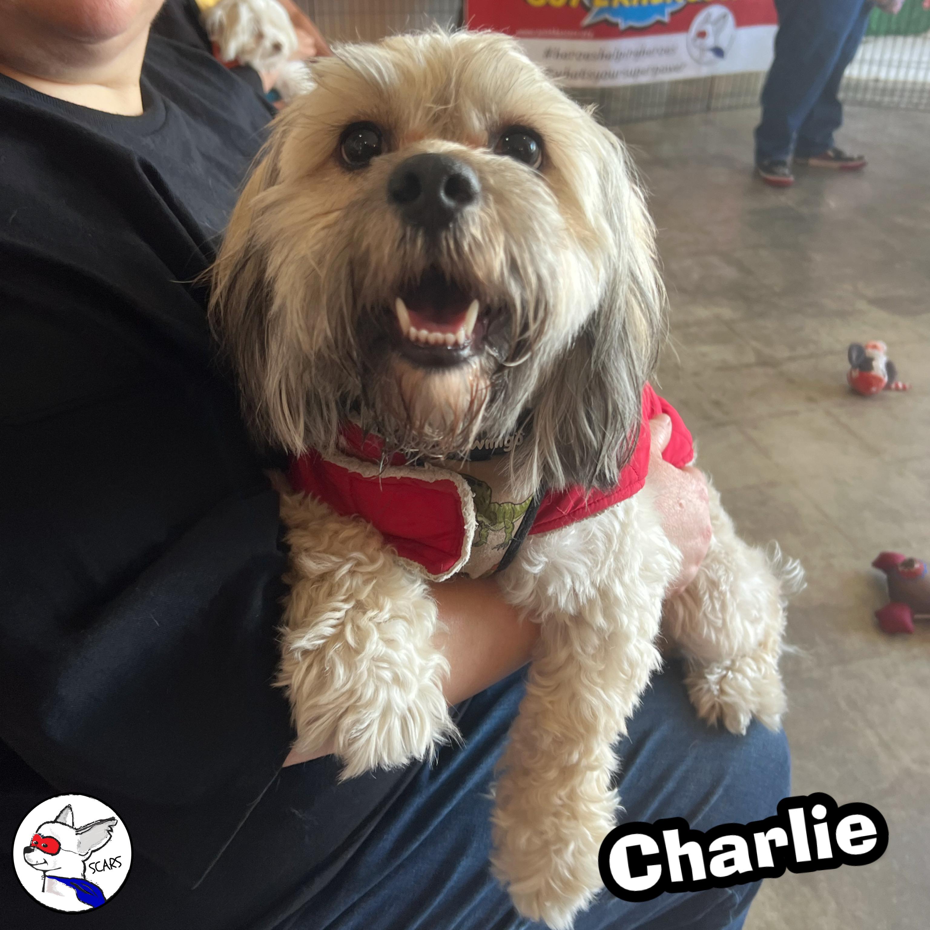 Enlarge Charles, a Adopted mixed breed in Glendora, CA image 5/5