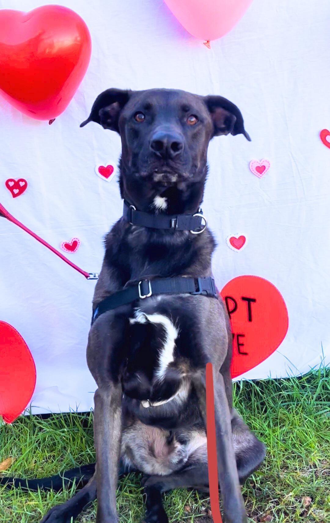 Enlarge Xeno, a ADOPTABLE mixed breed in Payson, AZ image 3/4
