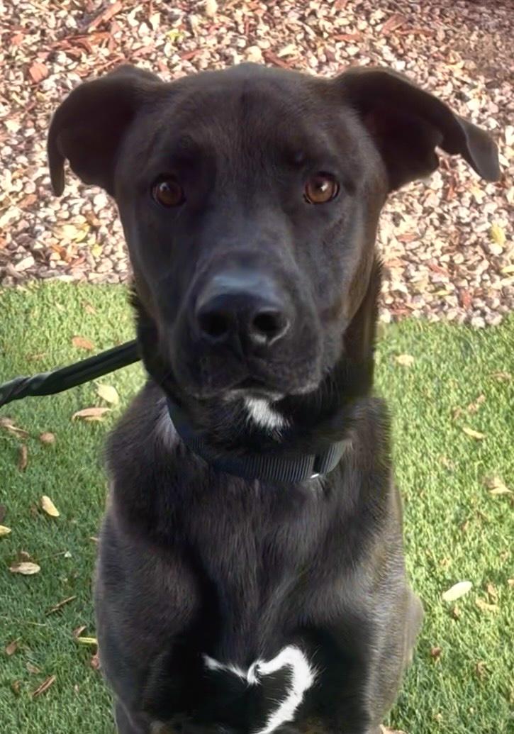 Xeno, ADOPTABLE, Adult Male Labrador Retriever.