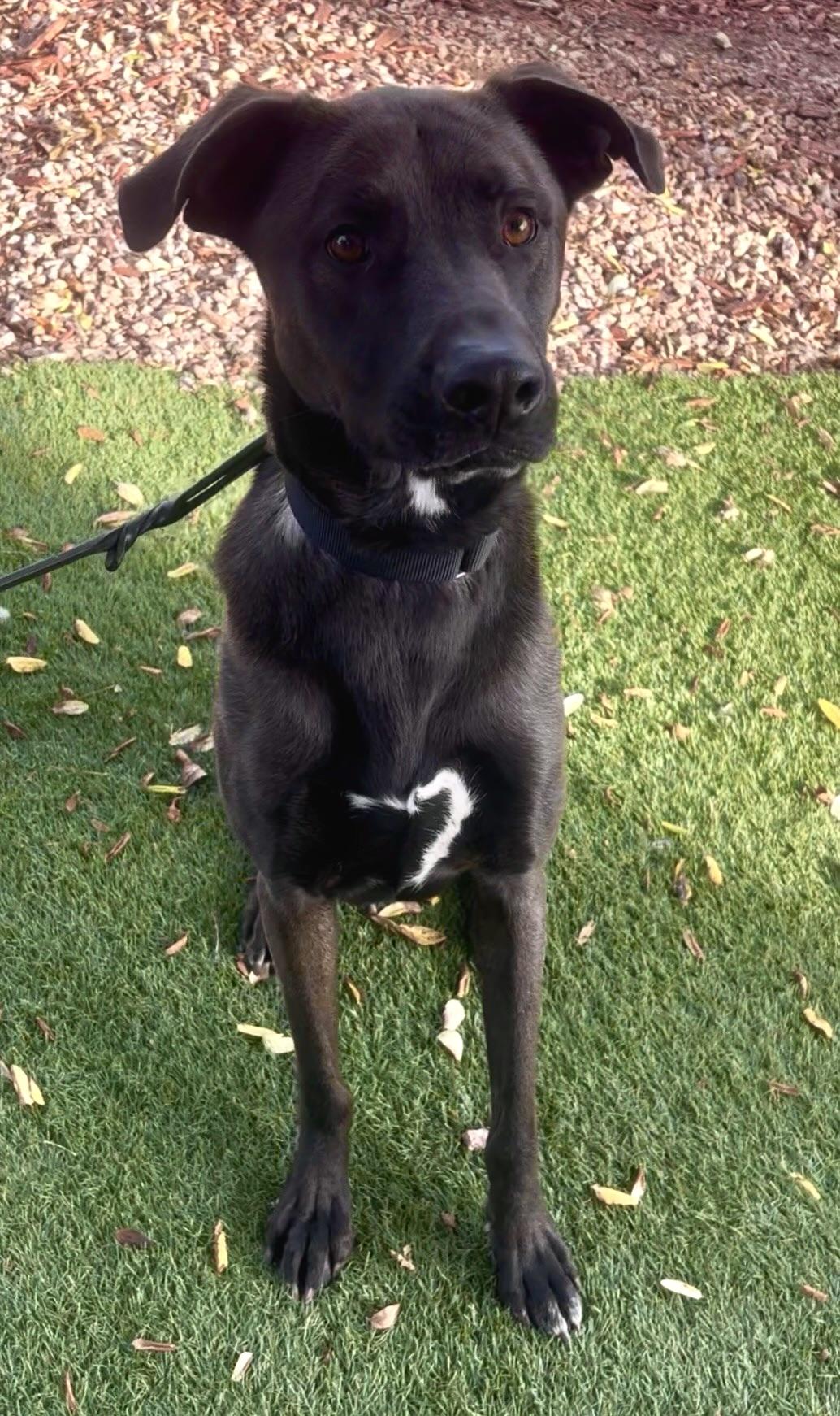Enlarge Xeno, a ADOPTABLE mixed breed in Payson, AZ image 2/4