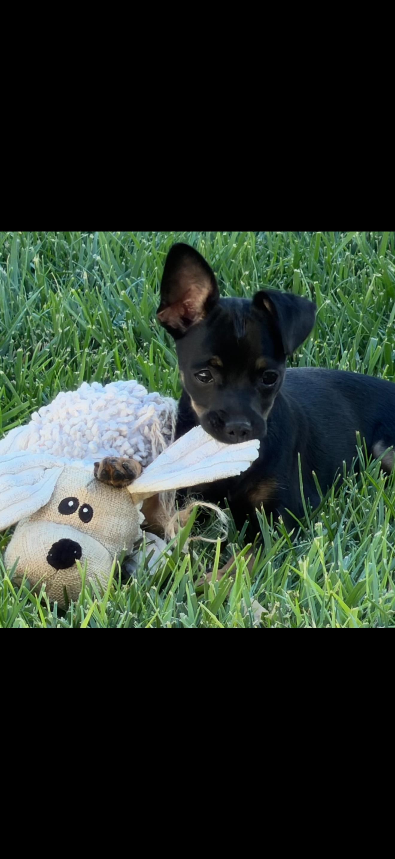 Faith, adopted, Puppy Female Chihuahua.