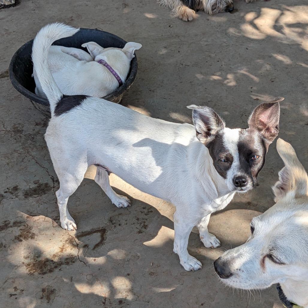 Enlarge LANI, a Adoptable Jack Russell Terrier in Chico, CA image 1/4
