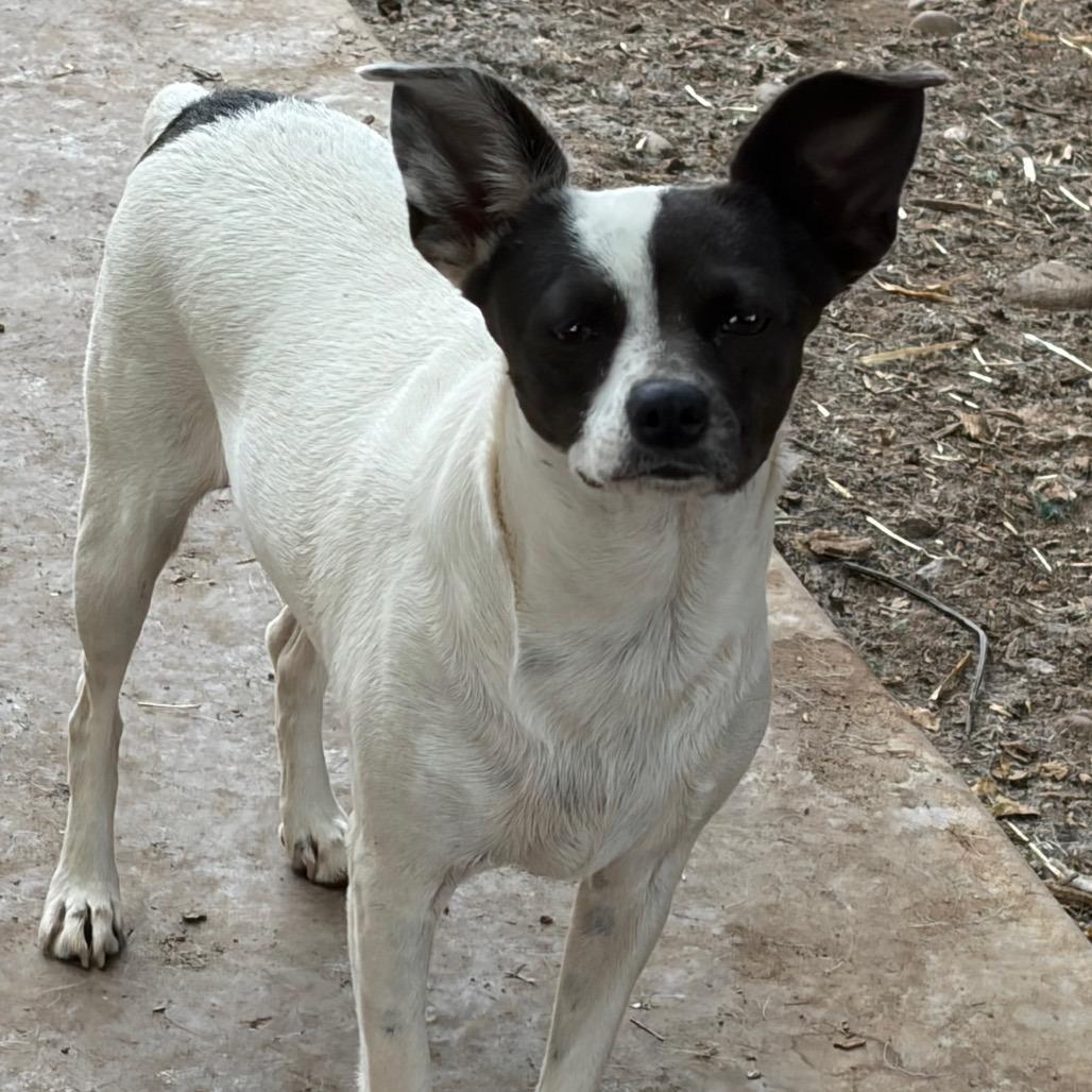 LANI, Adoptable, Adult Female Jack Russell Terrier.