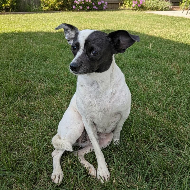 Enlarge LANI, a Adoptable Jack Russell Terrier in Chico, CA image 3/3