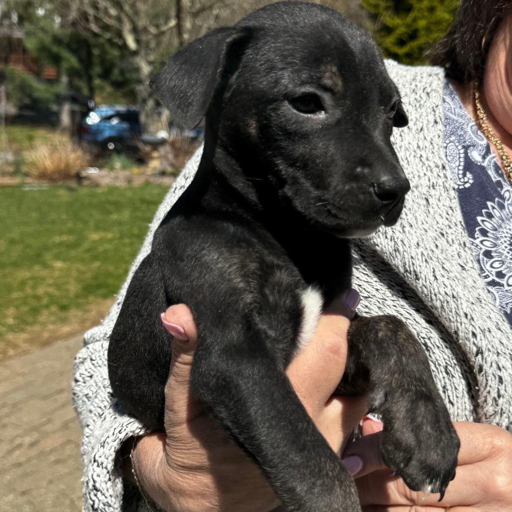 NY Erika (Foster in Lagrangeville NY), Adoptable, Puppy Female English Bulldog & Mixed Breed.