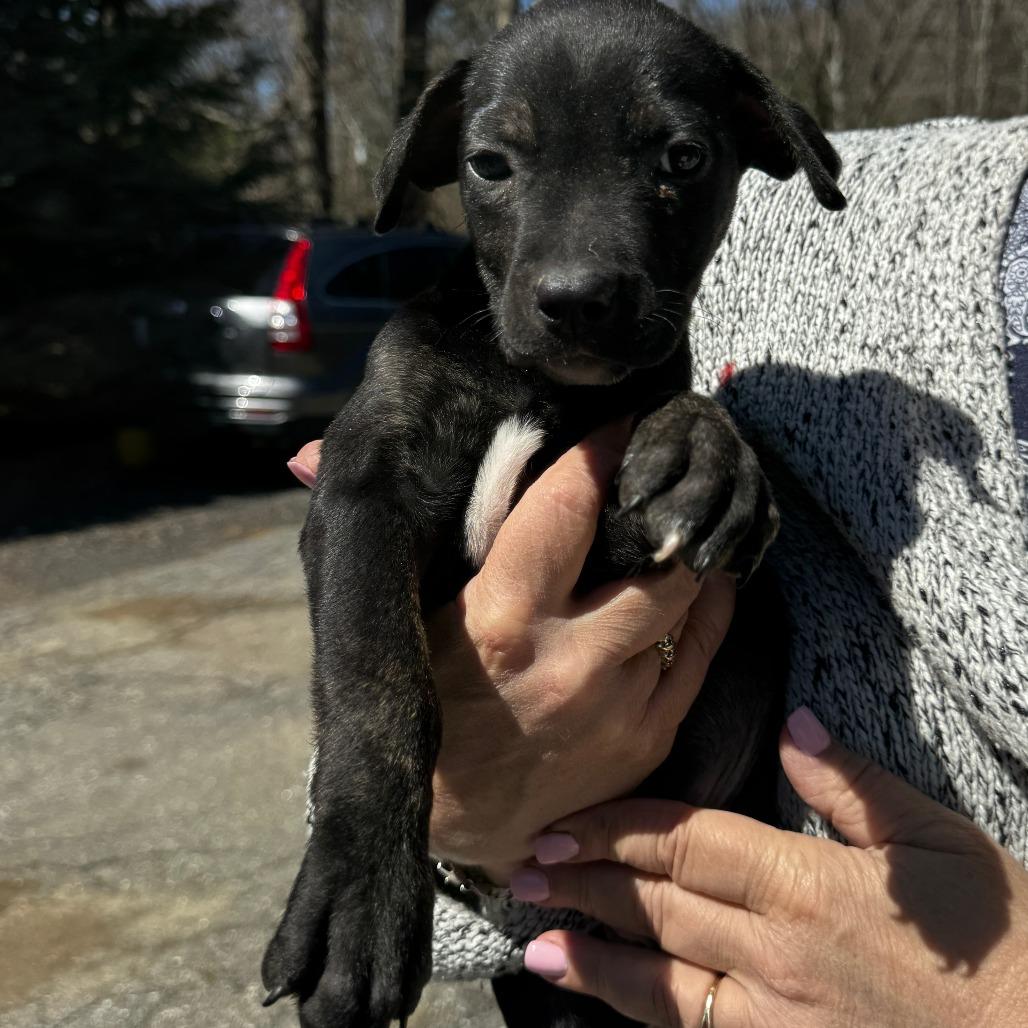 Enlarge NY Erika (Foster in Lagrangeville NY), a Adoptable mixed breed in Stormville, NY image 2/5