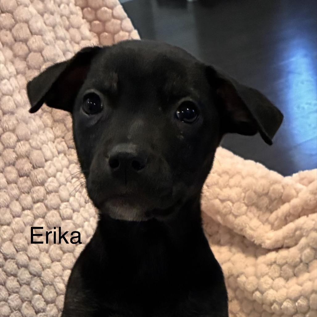 Enlarge NY Erika (Foster in Lagrangeville NY), a Adoptable mixed breed in Stormville, NY image 3/5