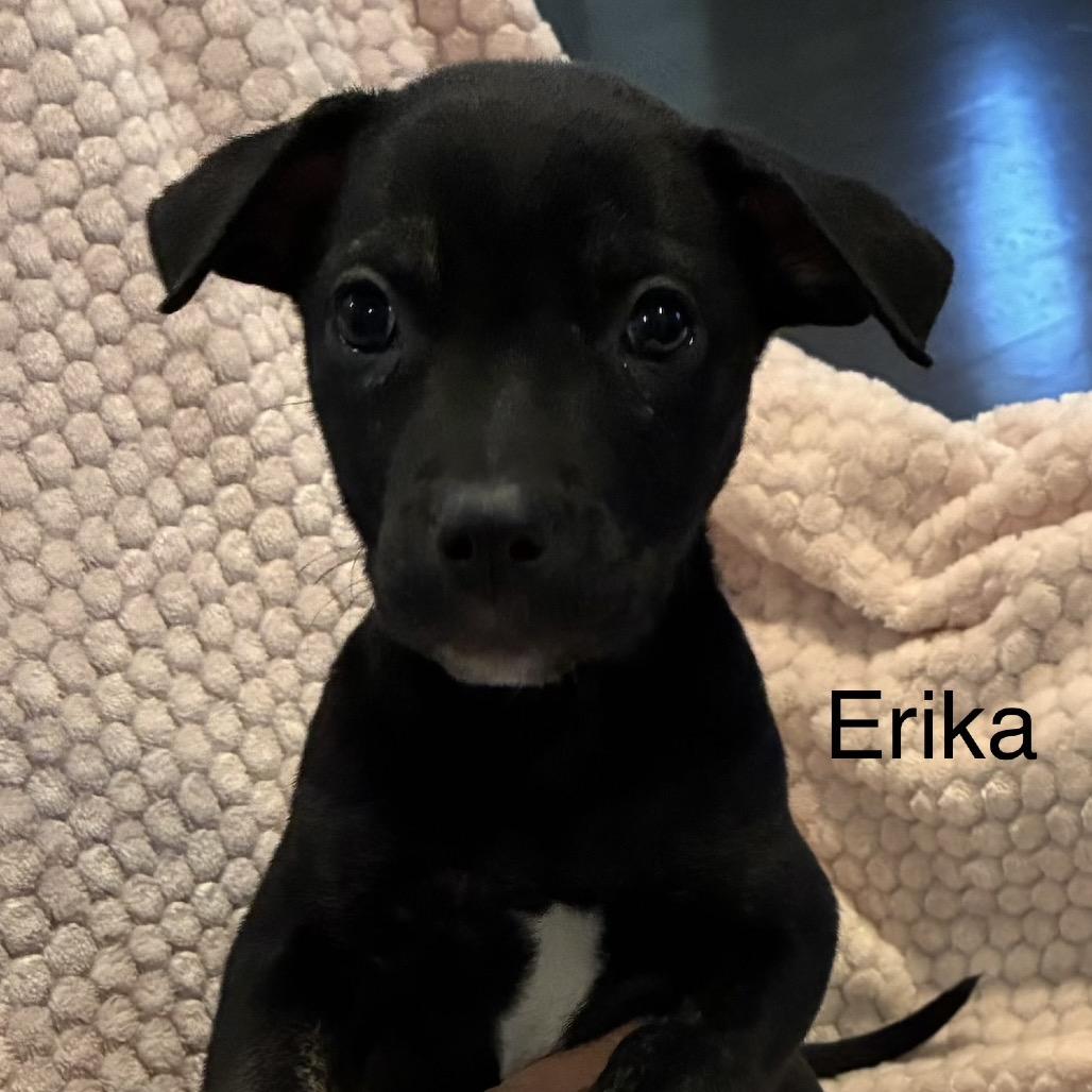 Enlarge NY Erika (Foster in Lagrangeville NY), a Adoptable mixed breed in Stormville, NY image 4/5