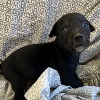 Enlarge NY Erika (Foster in Lagrangeville NY), a Adoptable mixed breed in Stormville, NY image 5/5