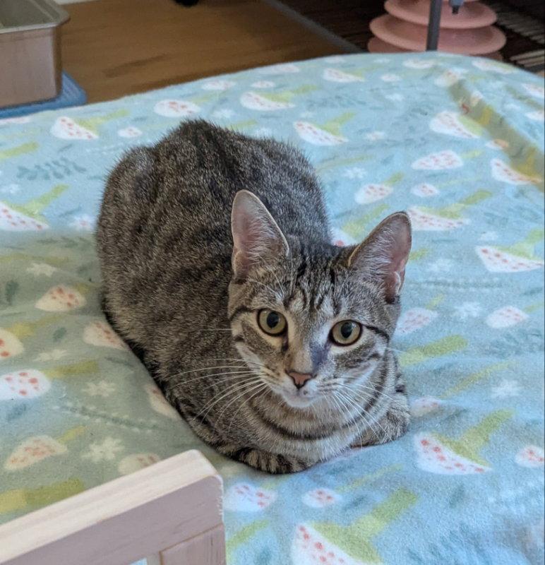 Vader, Adopted, Young Male Tabby & Domestic Short Hair.