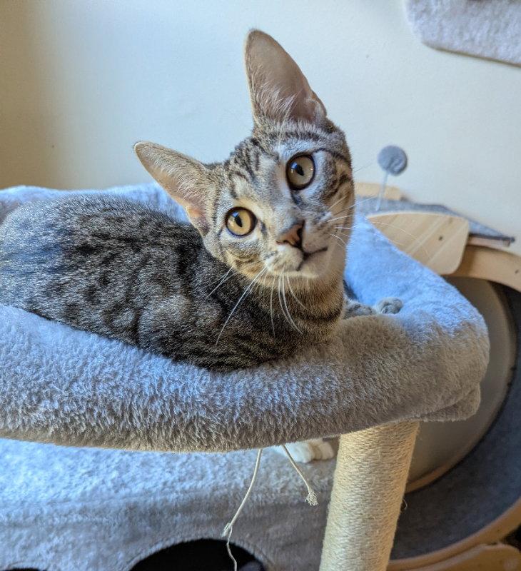 Enlarge Vader, a Adopted mixed breed in Ocala, FL image 2/3