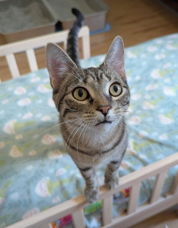 Enlarge Vader, a Adopted mixed breed in Ocala, FL image 3/3