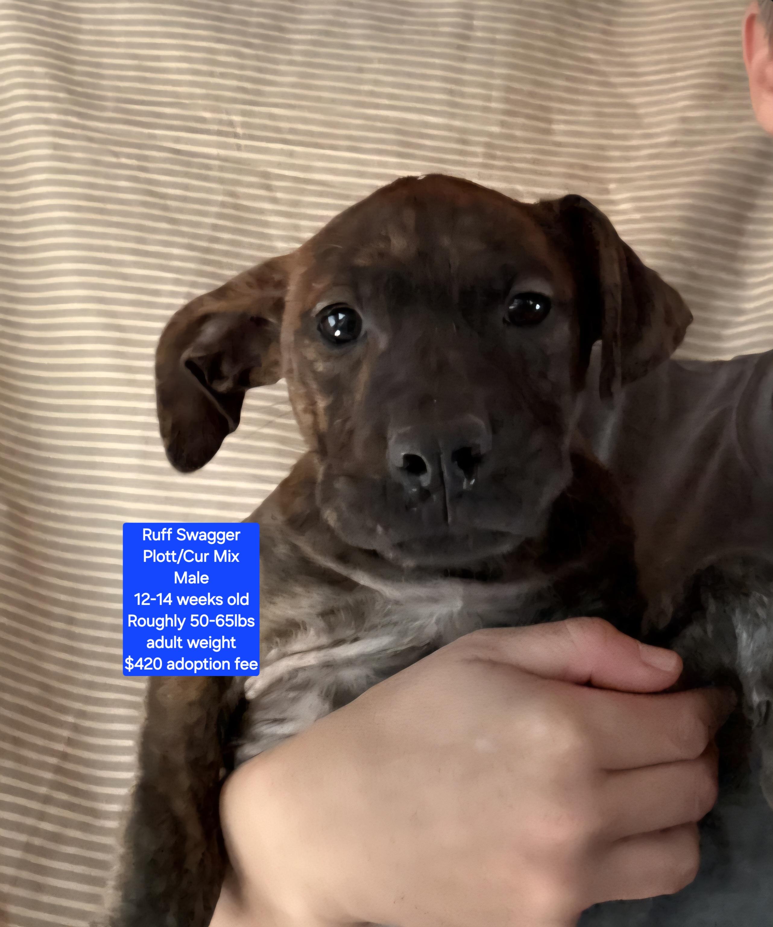 Ruff Swagger, ADOPTABLE, Puppy Male Plott Hound & Black Mouth Cur.