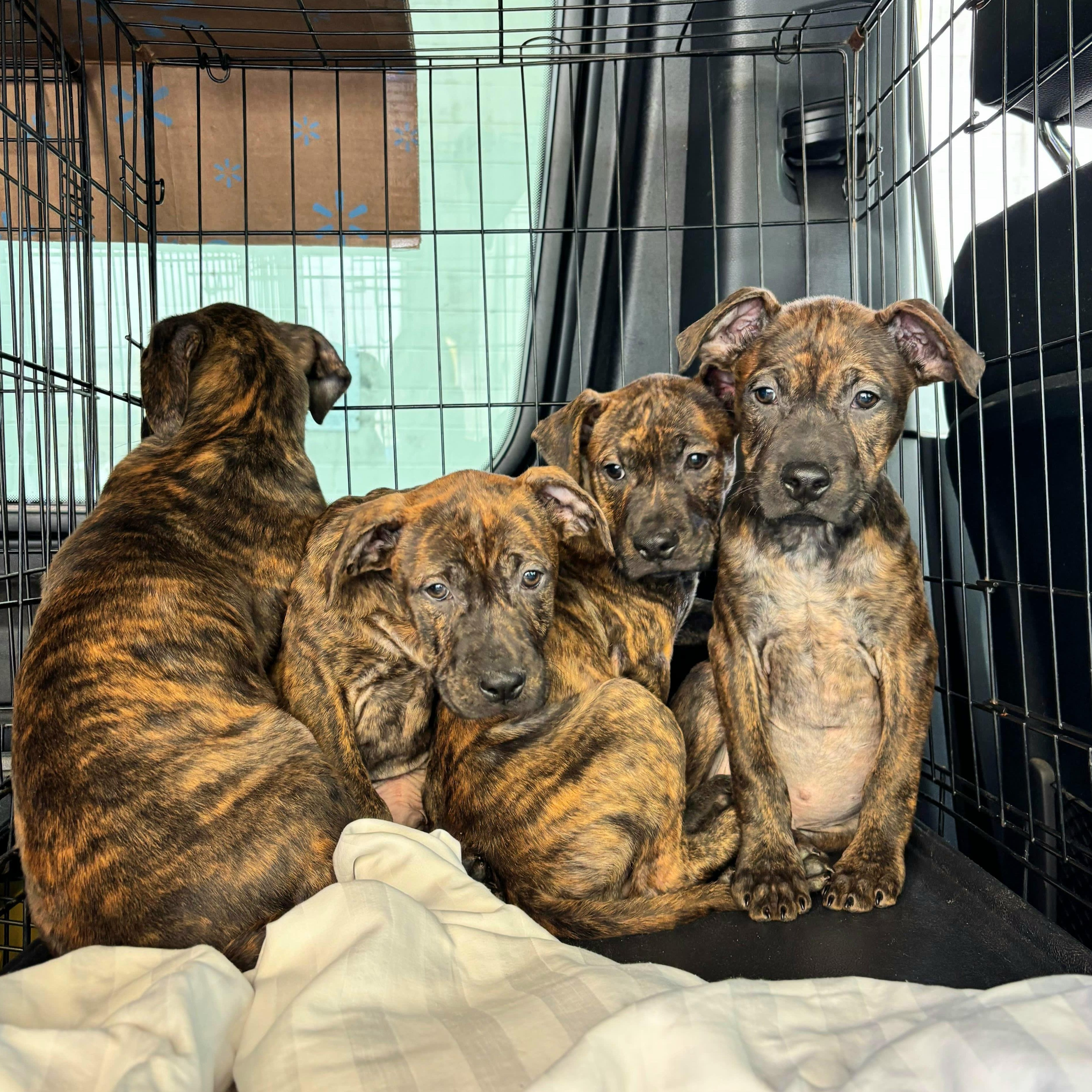 Enlarge Ruff Swagger, a ADOPTABLE mixed breed in Oviedo, FL image 2/2