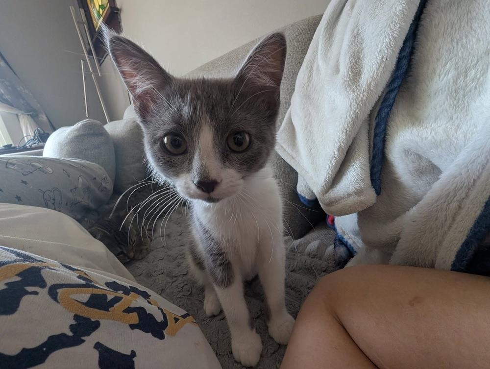 Eloise Bridgerton, Adoptable, Kitten Female Domestic Short Hair & Domestic Short Hair.