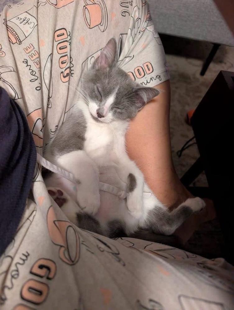 Eloise Bridgerton, Adoptable, Kitten Female Domestic Short Hair.