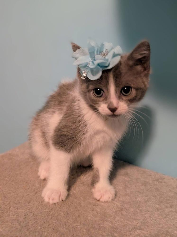 Enlarge Eloise Bridgerton, a Adoptable mixed breed in Poplar Grove, IL image 2/2