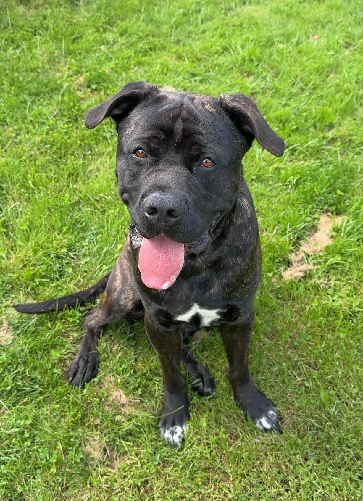 Enlarge Thor, a ADOPTABLE mixed breed in Keswick, ON image 1/2