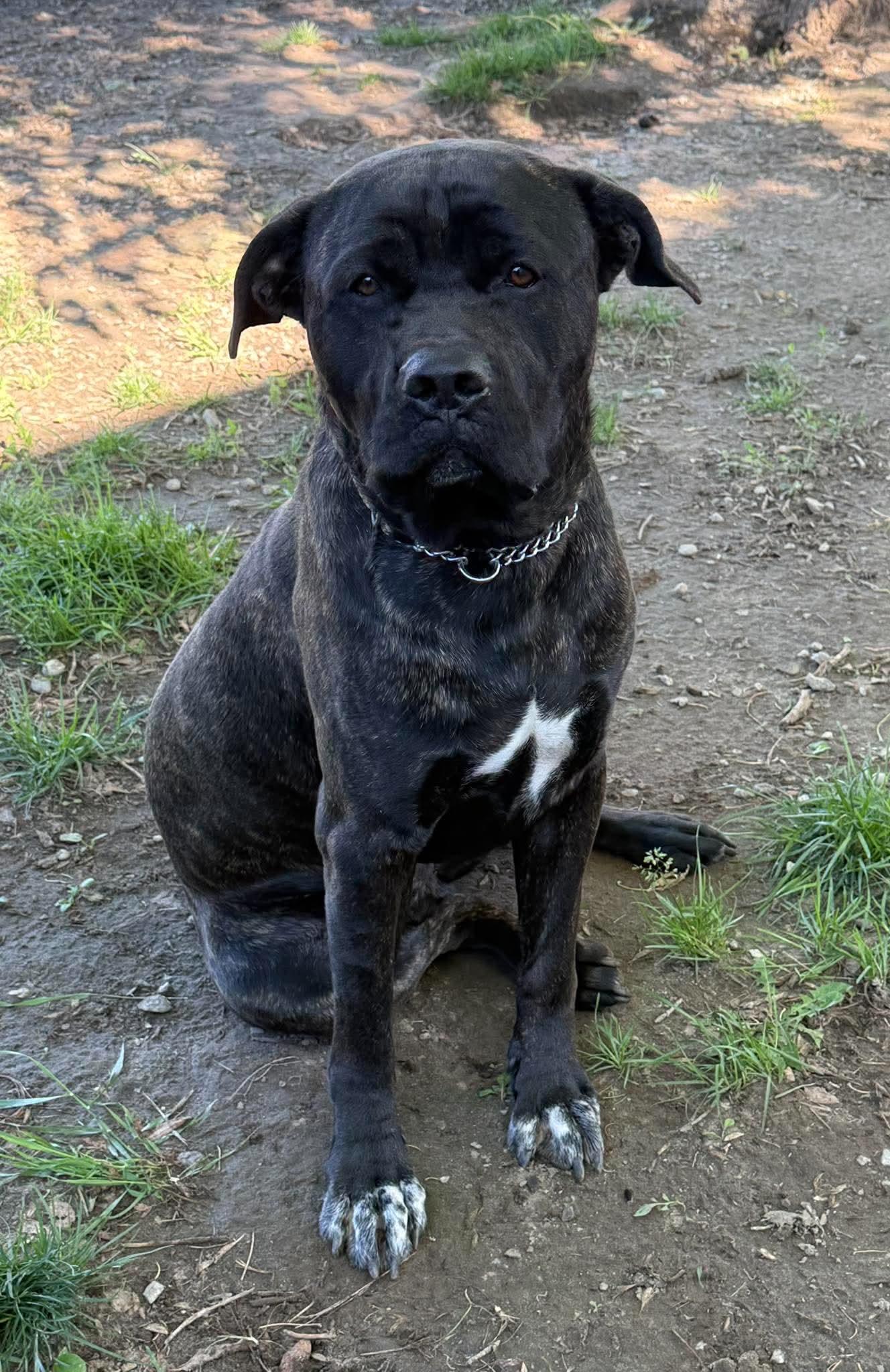 Enlarge Thor, a ADOPTABLE mixed breed in Keswick, ON image 1/1