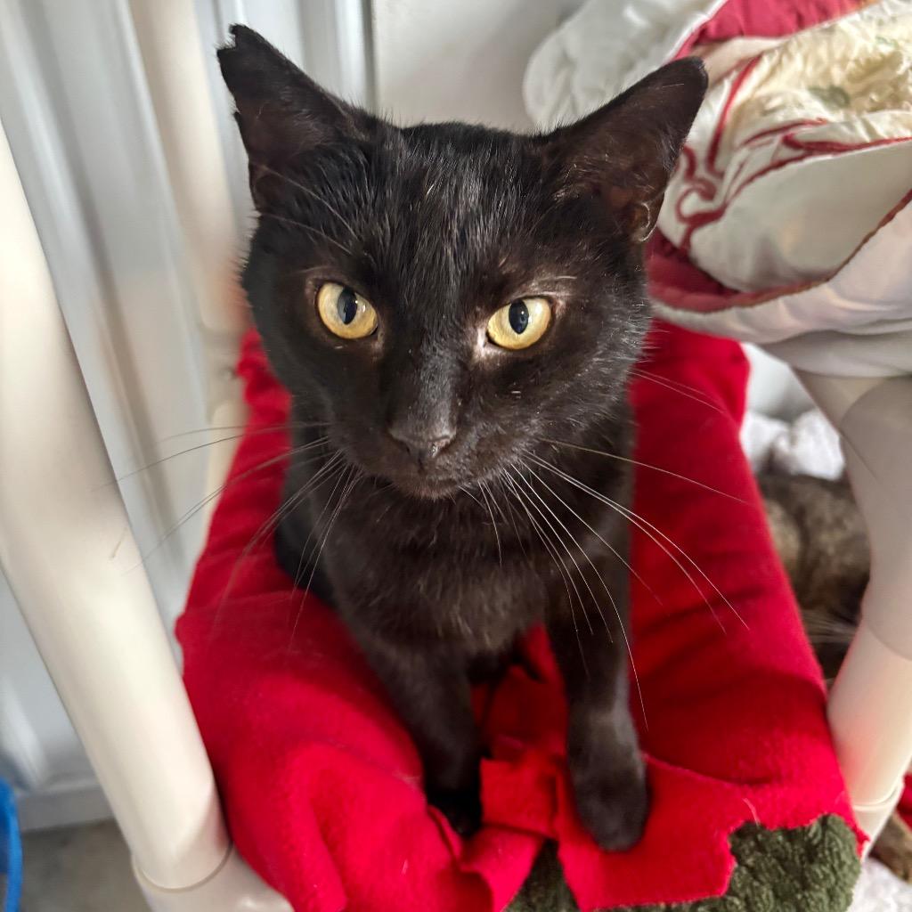 Mack, Adoptable, Adult Male Domestic Short Hair.