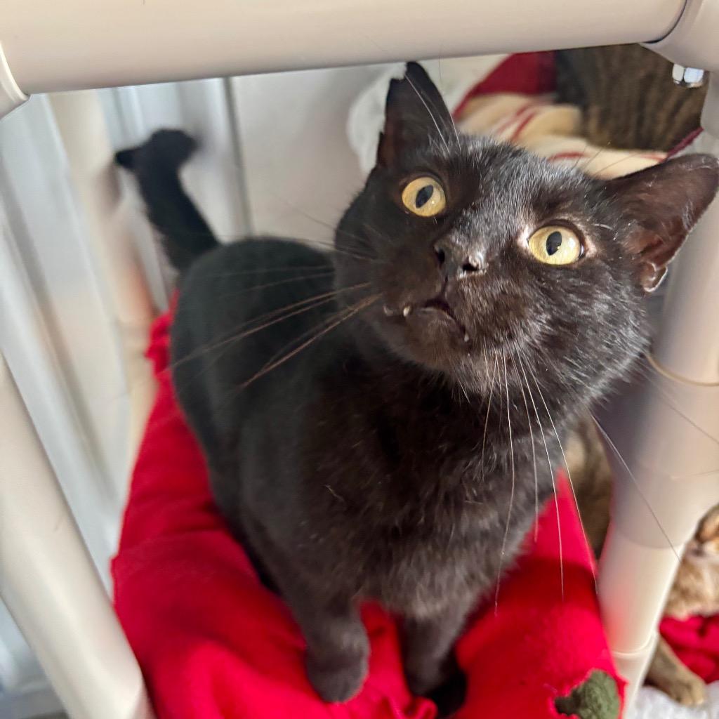 Mack, Adoptable, Adult Male Domestic Short Hair.