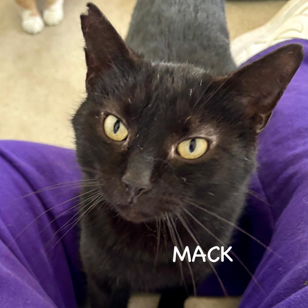 Enlarge Mack, a Adoptable mixed breed in Hartford City, IN image 3/3