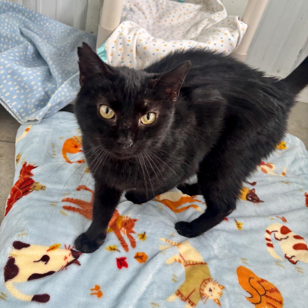 Enlarge Mack, a Adoptable mixed breed in Hartford City, IN image 4/4