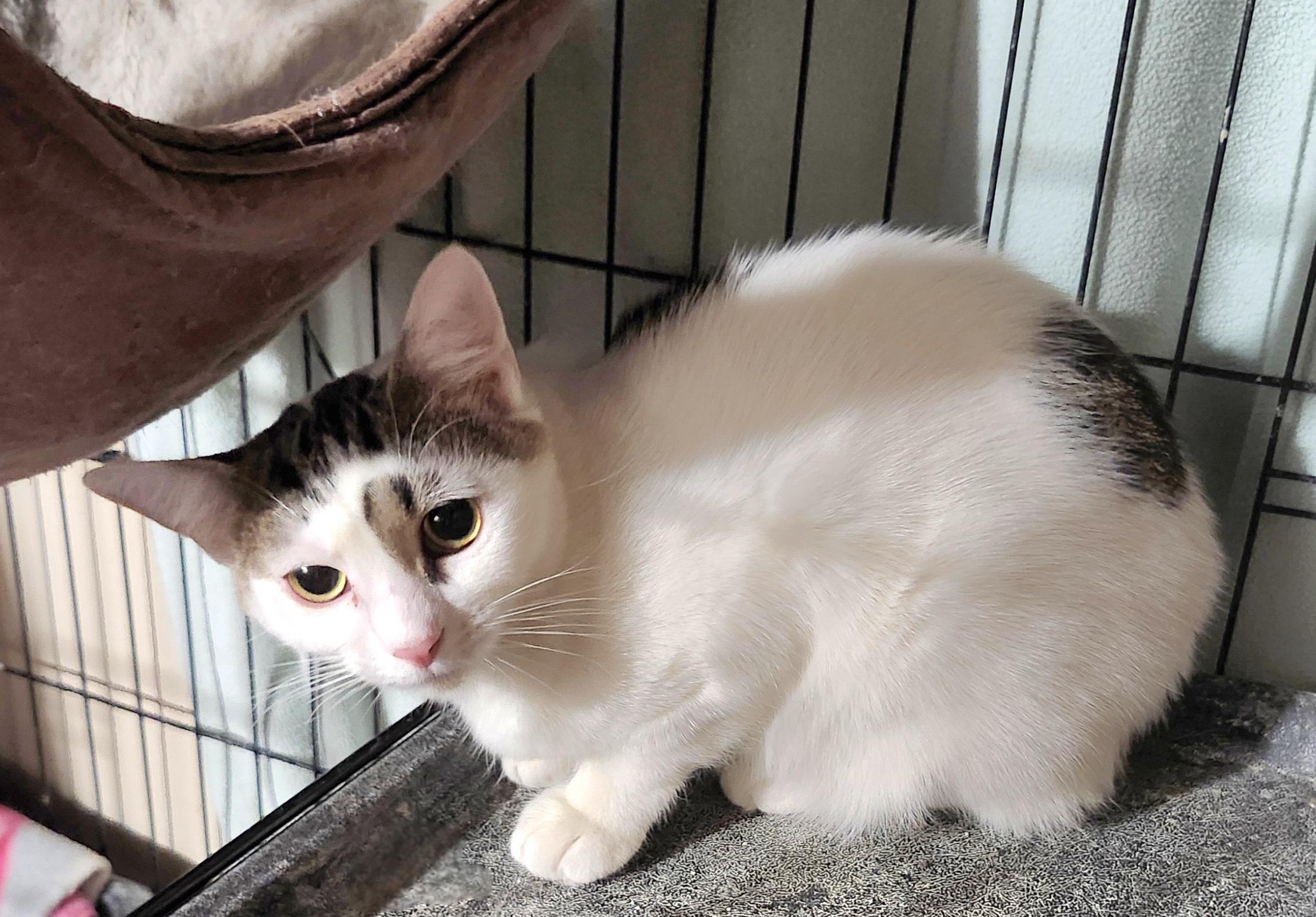 Enlarge Ricotta, a Adoptable Domestic Short Hair in Sayreville, NJ image 4/4