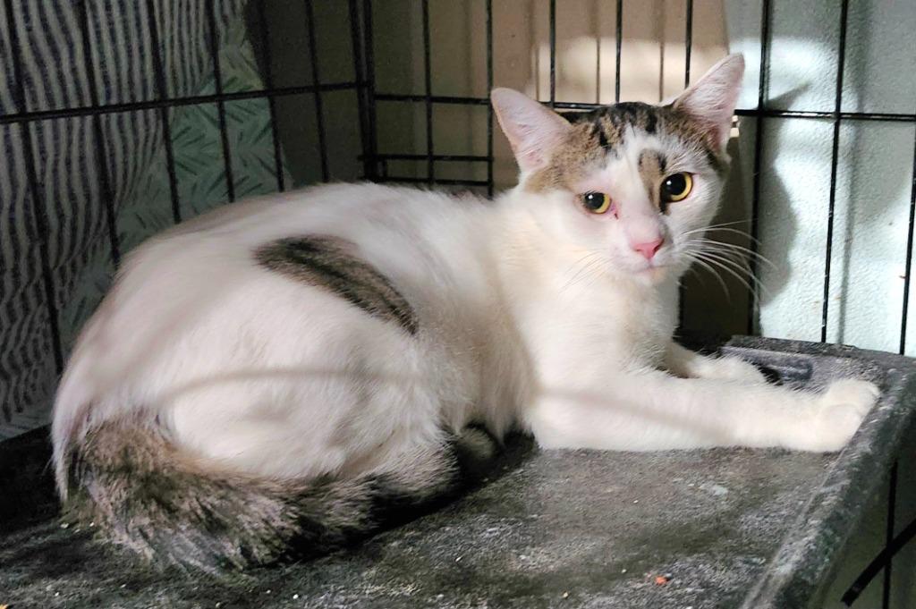 Enlarge Ricotta, a Adoptable Domestic Short Hair in Sayreville, NJ image 1/1