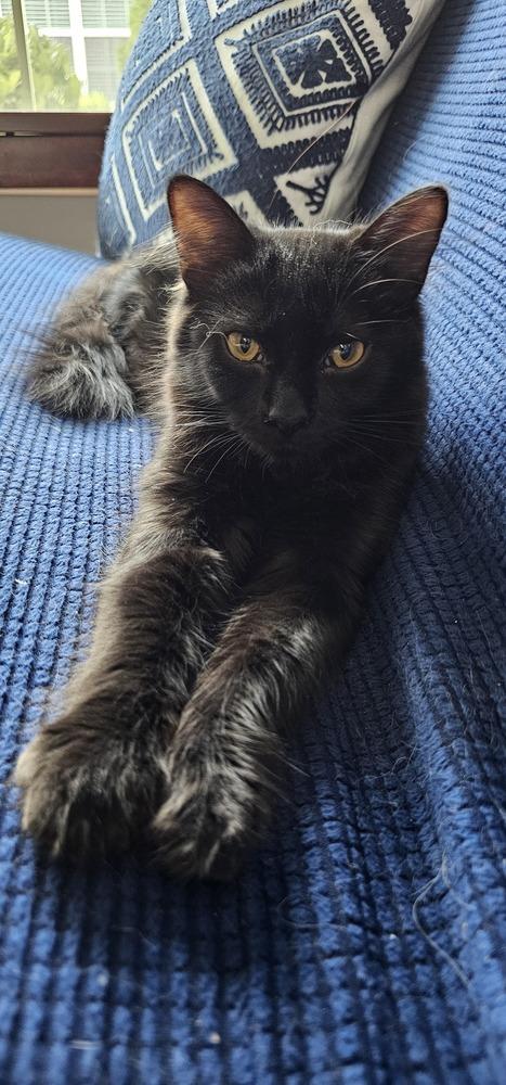 Cincinnati, Adoptable, Young Male Domestic Long Hair.