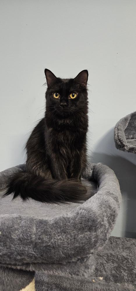 Enlarge Cincinnati, a Adoptable mixed breed in Powder Springs, GA image 2/6