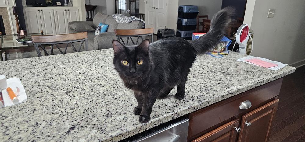 Enlarge Cincinnati, a Adoptable mixed breed in Powder Springs, GA image 3/6