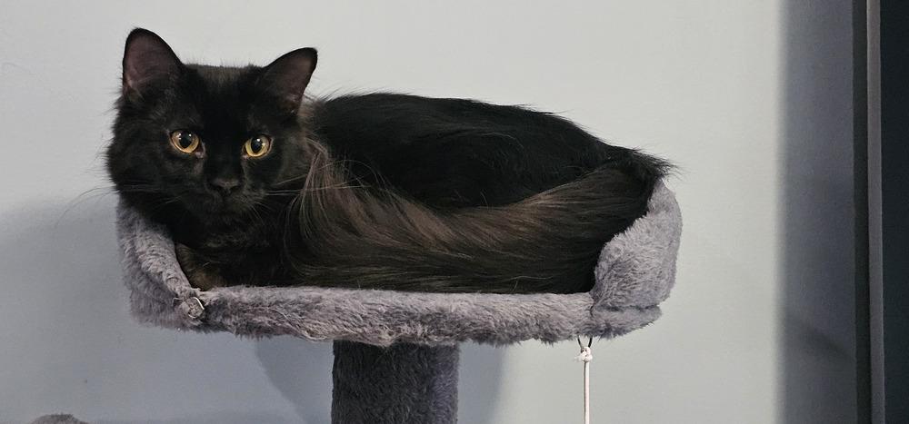 Enlarge Cincinnati, a Adoptable mixed breed in Powder Springs, GA image 4/6