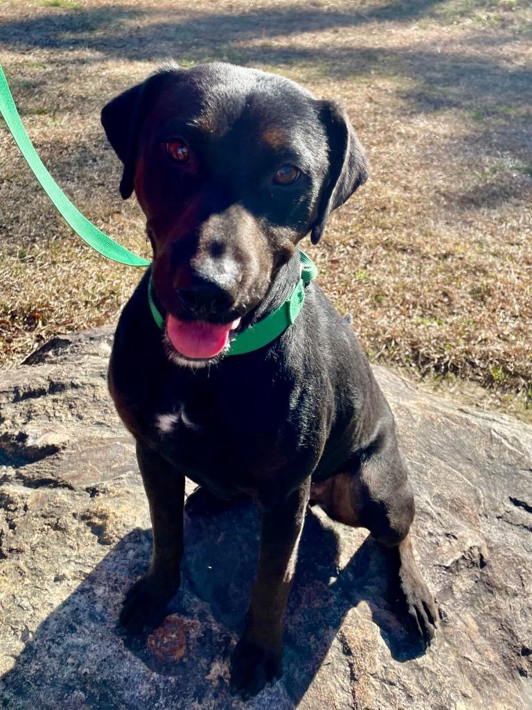 Enlarge Slim Jim, a Adoptable mixed breed in Mount Gilead, NC image 1/3