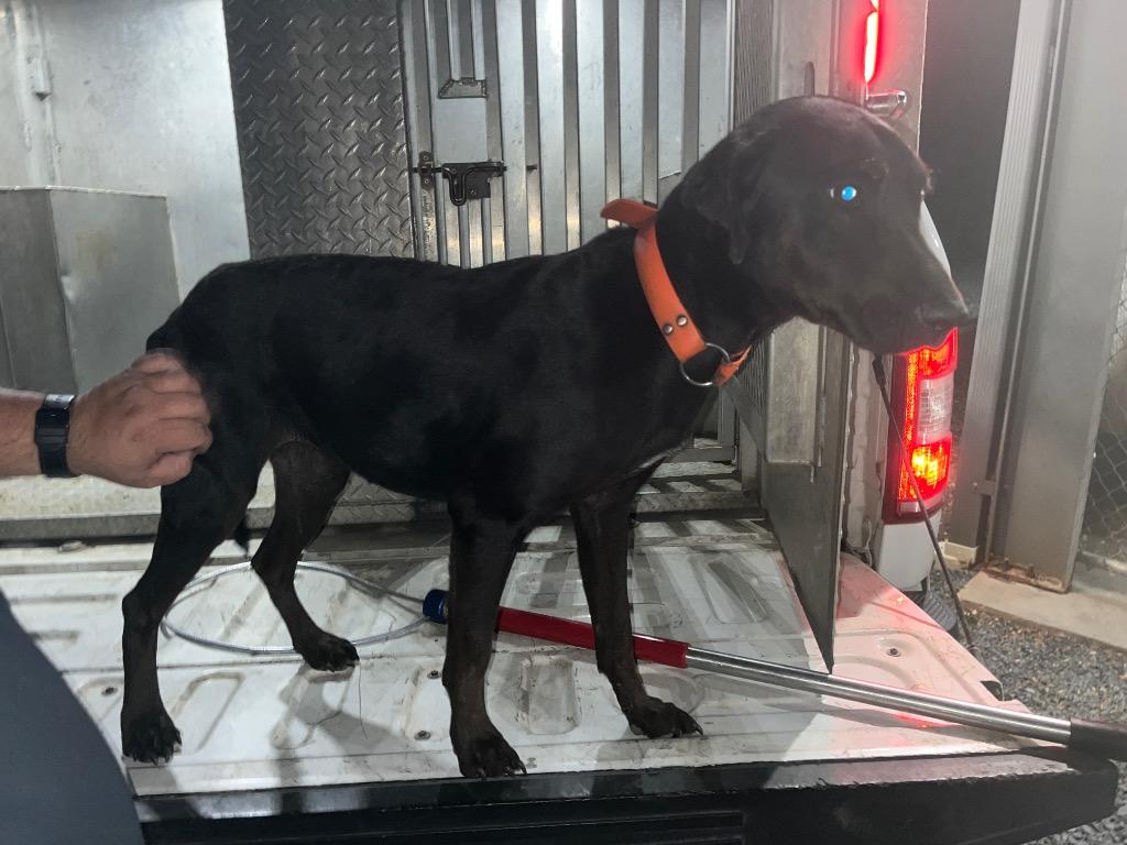 Enlarge Slim Jim, a Adoptable mixed breed in Mount Gilead, NC image 2/3