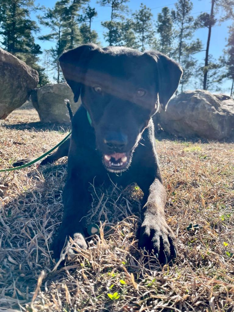 Enlarge Slim Jim, a Adoptable mixed breed in Mount Gilead, NC image 3/3