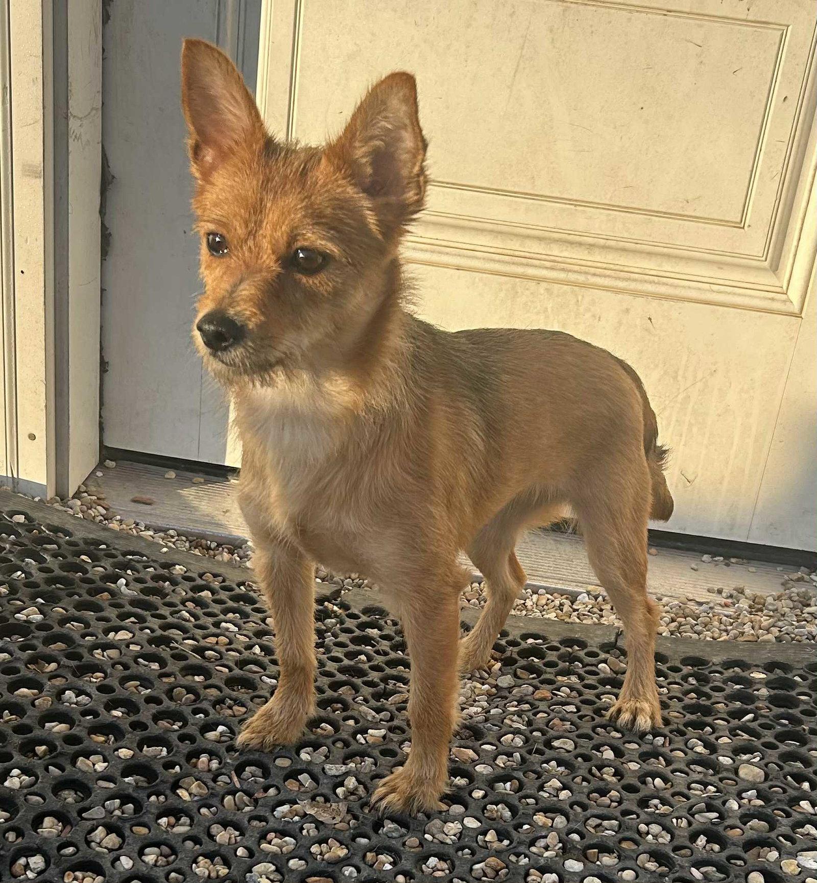 Enlarge Inky, a Adopted Terrier in Oakhurst, NJ image 3/3
