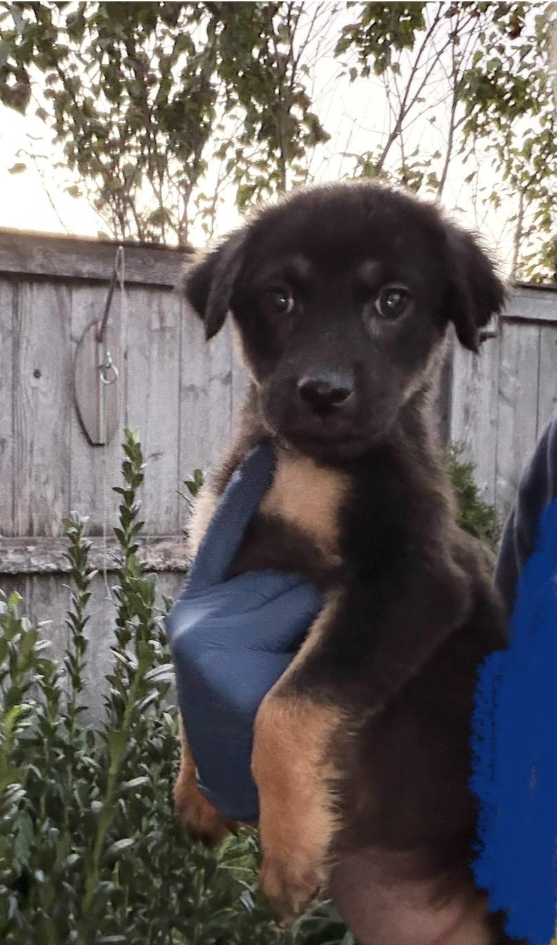Abigail, Adoptable, Puppy Female German Shepherd Dog.