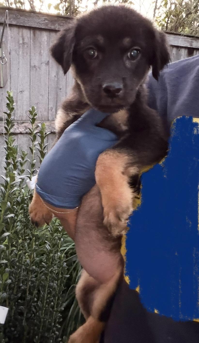 Enlarge Abigail, a Adoptable mixed breed in Arlington Heights, IL image 2/2