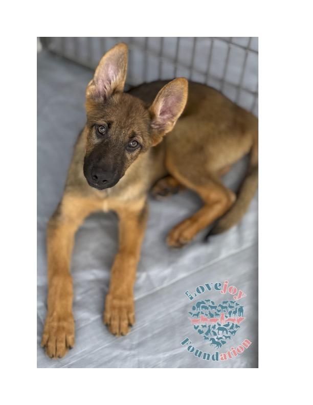 Say hello to the Connie Litter This sweet trio  one male and two females  are